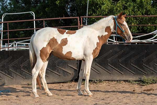 pinto-filly-for-sale