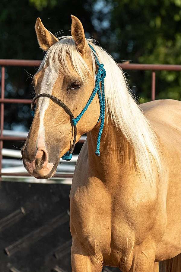 palomino-quarter-horse-filly