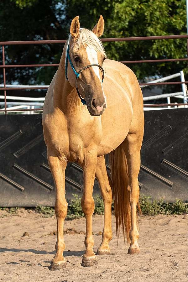 palomino-filly-for-sale