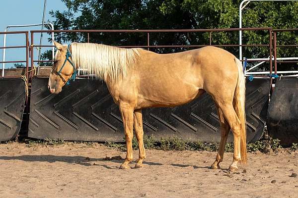 14-hand-quarter-horse-filly