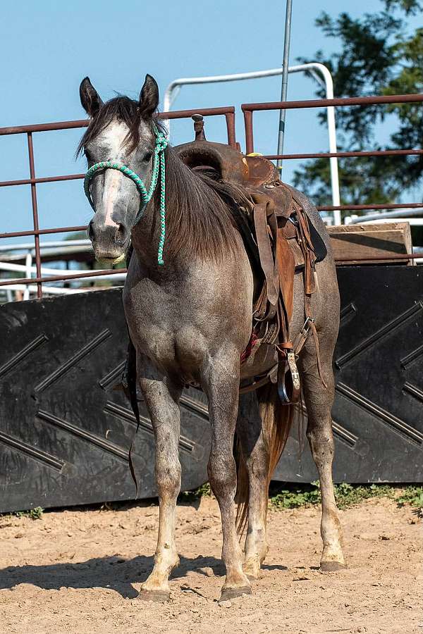 grey-quarter-horse-filly