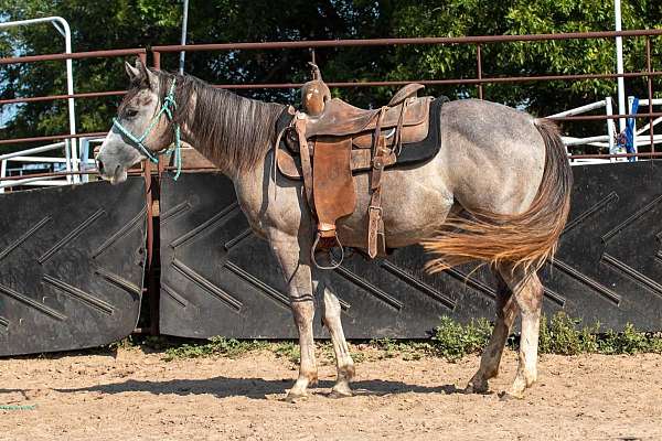 grey-filly-for-sale