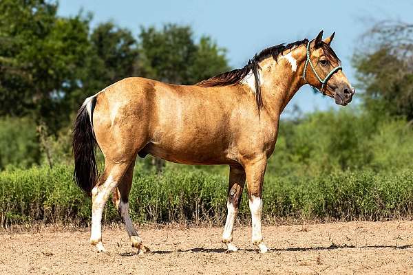 buckskin-overo-paint-gelding