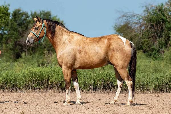 buckskin-overo-gelding-for-sale