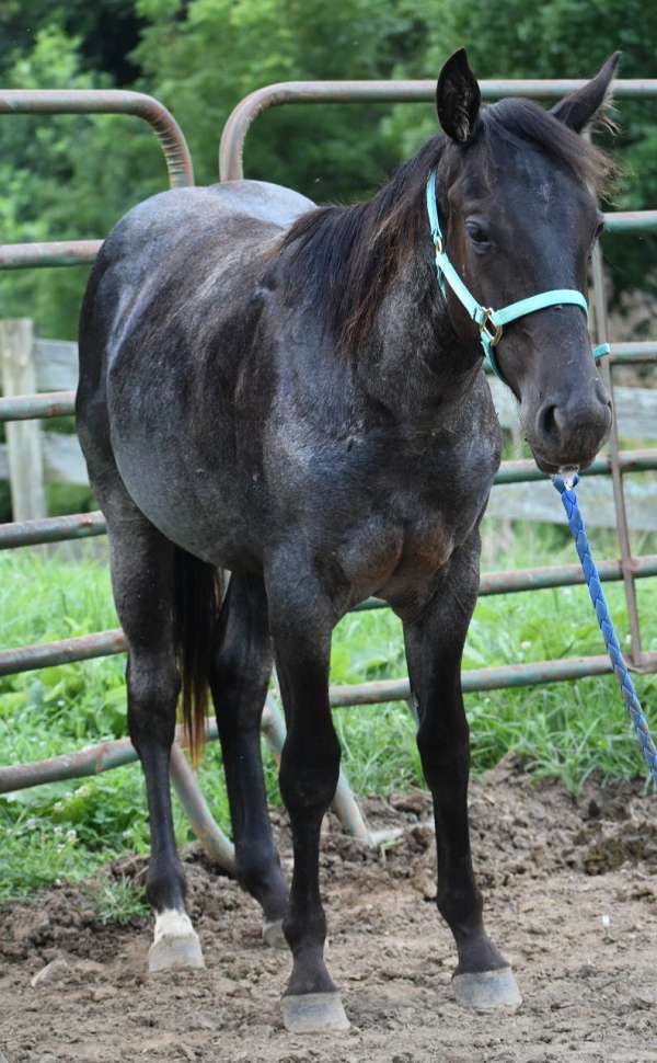 blue-roan-roan-yearling