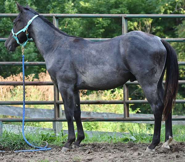 quarter-horse-stallion