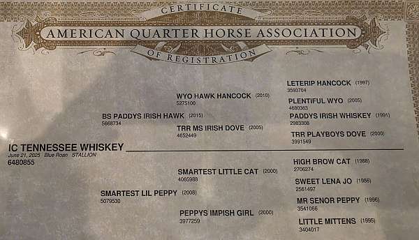 quarter-horse-for-sale