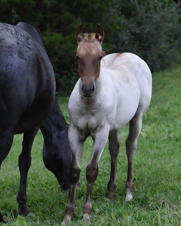 red-roan-quarter-horse-filly