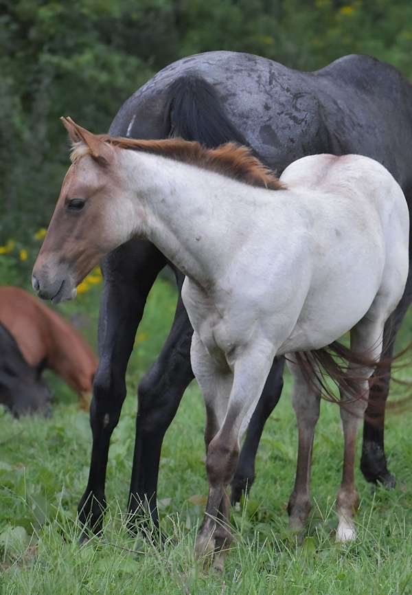 red-roan-filly-for-sale