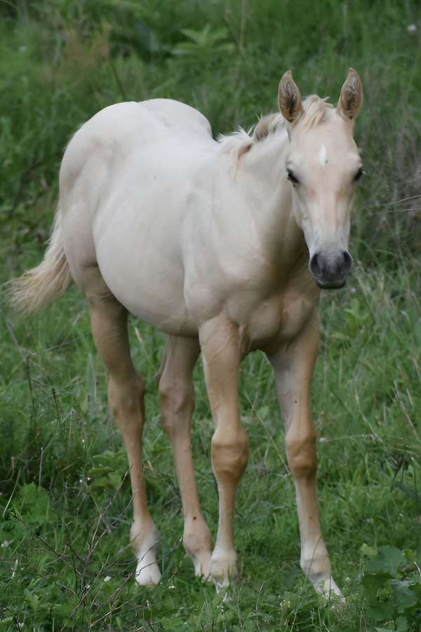 palomino-roan-cross-horse