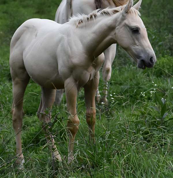 palomino-roan-aqha-colt