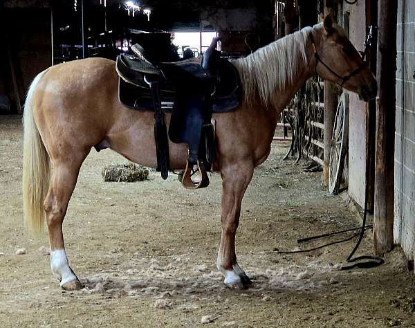 2-white-socks-front-one-on-right-hind-horse