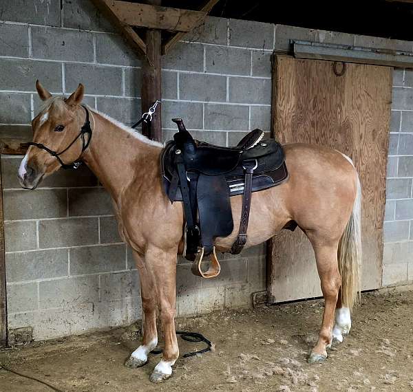 palomino-2-white-socks-front-one-on-right-hind-horse