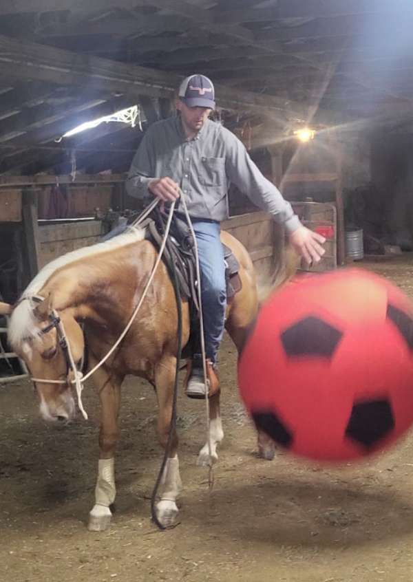 age-quarter-horse