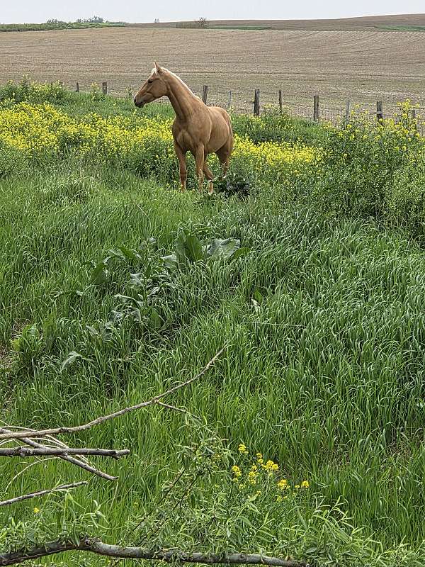 all-around-quarter-horse