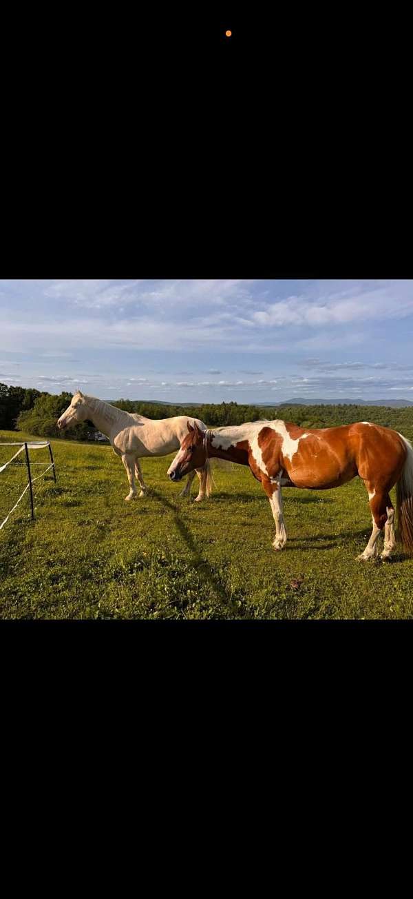 blue-eyed-trail-riding-gelding