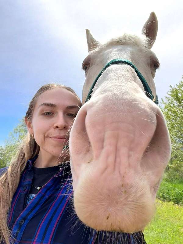 blue-eyed-trail-riding-horse