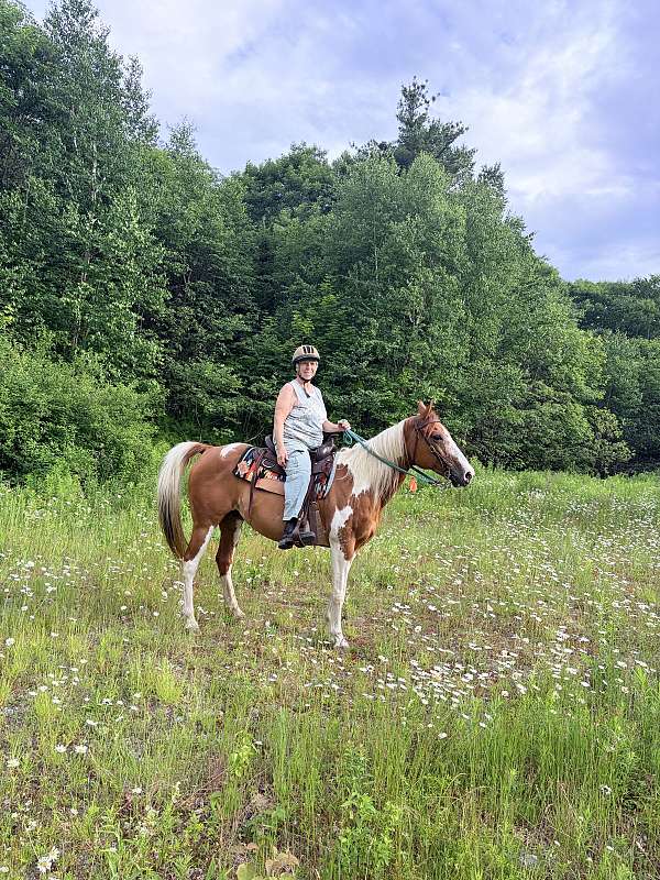 tobiano-paint-horse