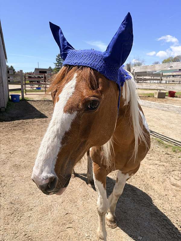 all-around-paint-horse