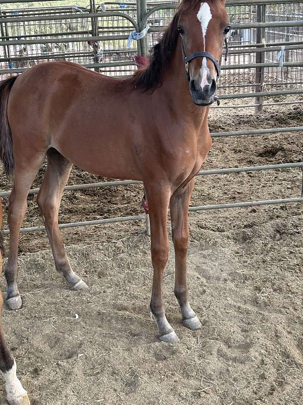 arabian-filly