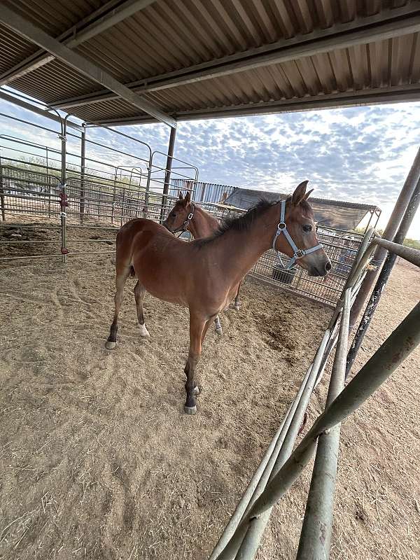 arabian-colt-filly