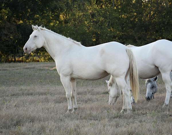 dunskin-aqha-mare