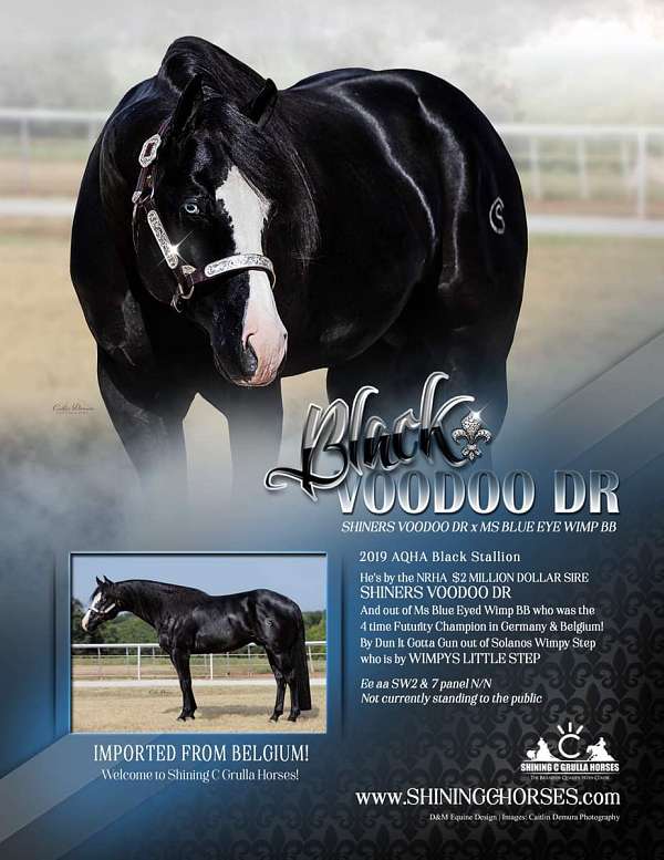 dunskin-aqha-broodmare