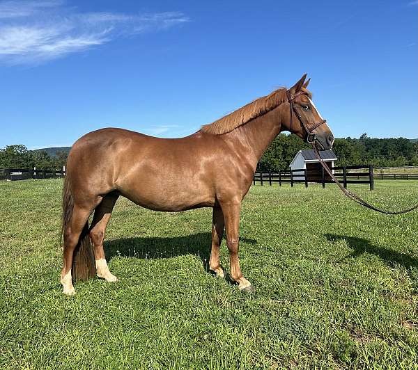 all-around-welsh-pony