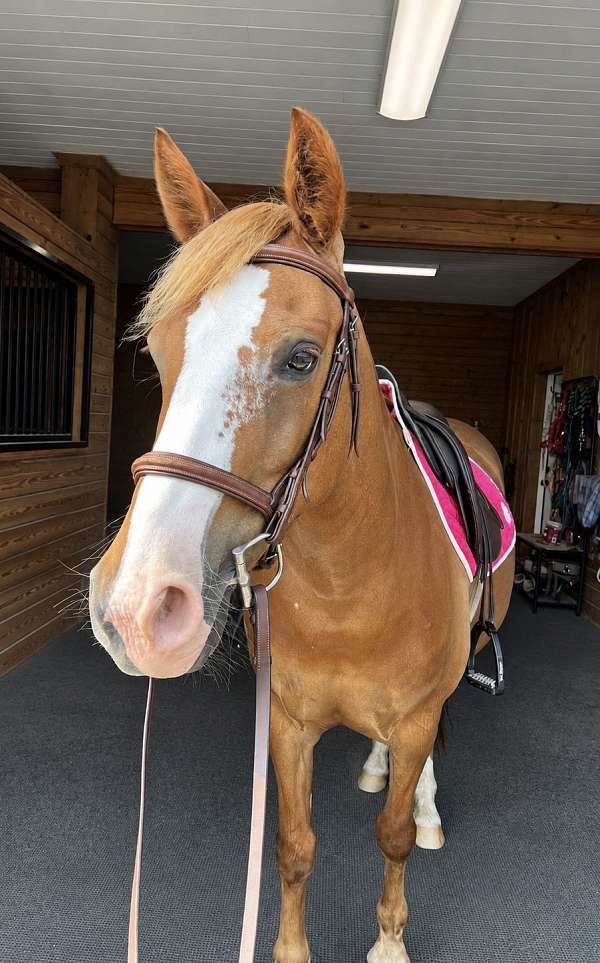 athletic-welsh-pony