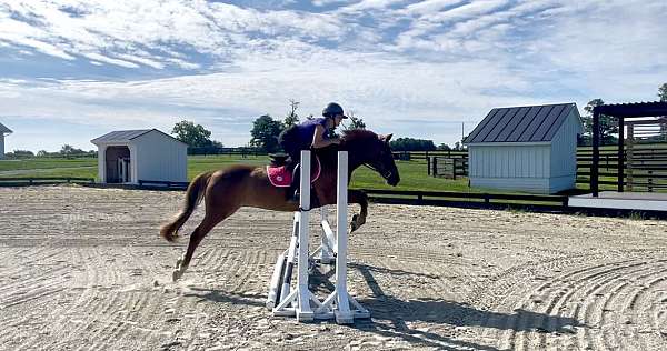 blue-eyed-welsh-pony