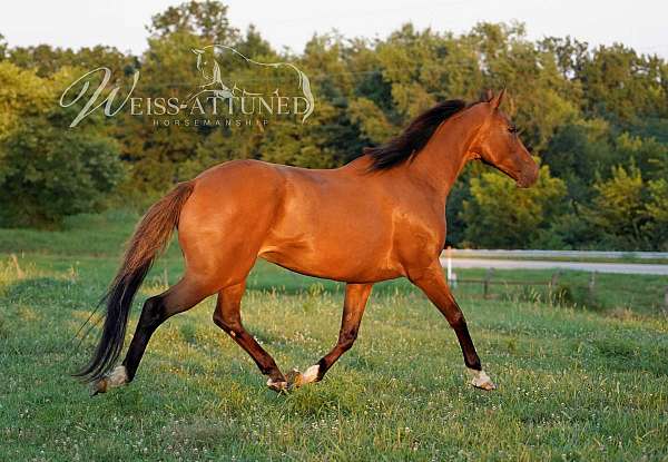 all-around-thoroughbred-horse