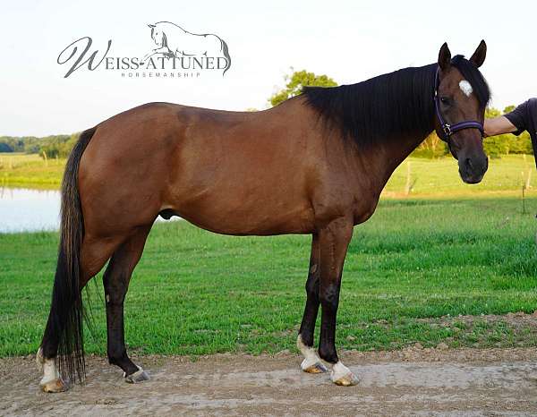 bay-thoroughbred-gelding