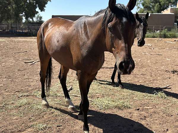 arabian-horse-for-sale