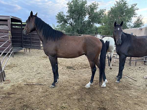 arabian-gelding