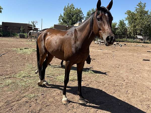 project-arabian-half-arabian-horse
