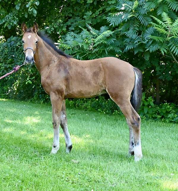 cdi-hanoverian-horse