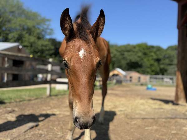 desperado-hanoverian-horse