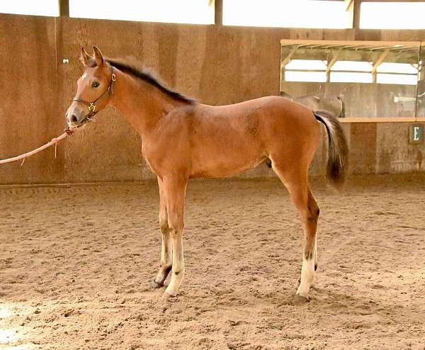 championship-hanoverian-horse