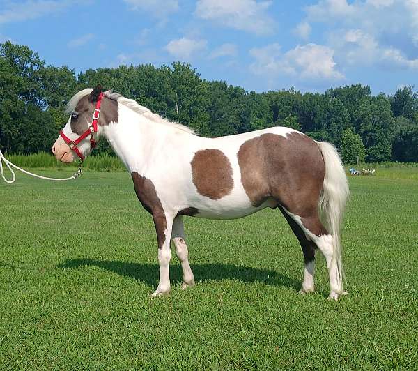 jumping-kid-safe-pony