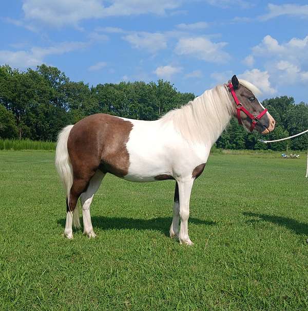 jumping-kid-safe-gelding