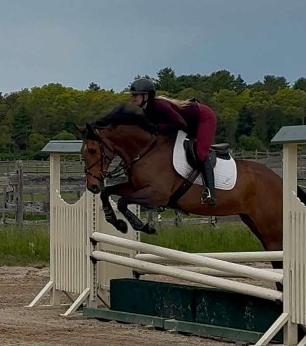 irish-draught-horse-for-sale
