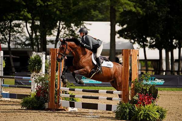 irish-draught-mare