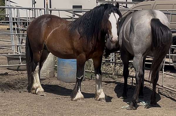 lethal-white-gypsy-vanner-horse