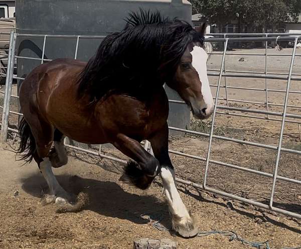 overo-gypsy-vanner-colt-stallion