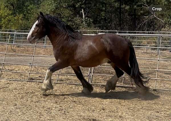 white-gypsy-vanner-colt-stallion