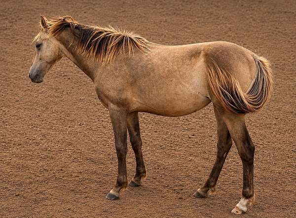 all-around-athletic-draft-pony