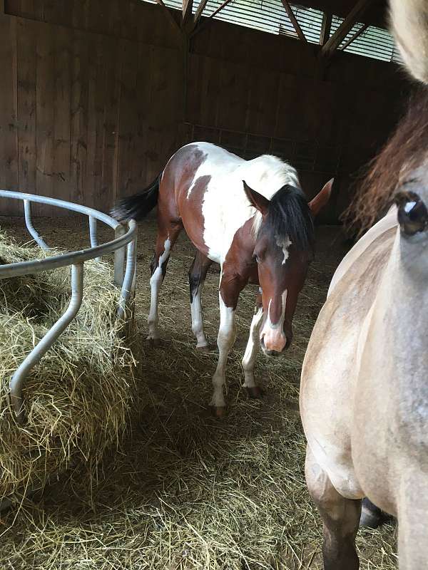 seal-brown-paint-filly