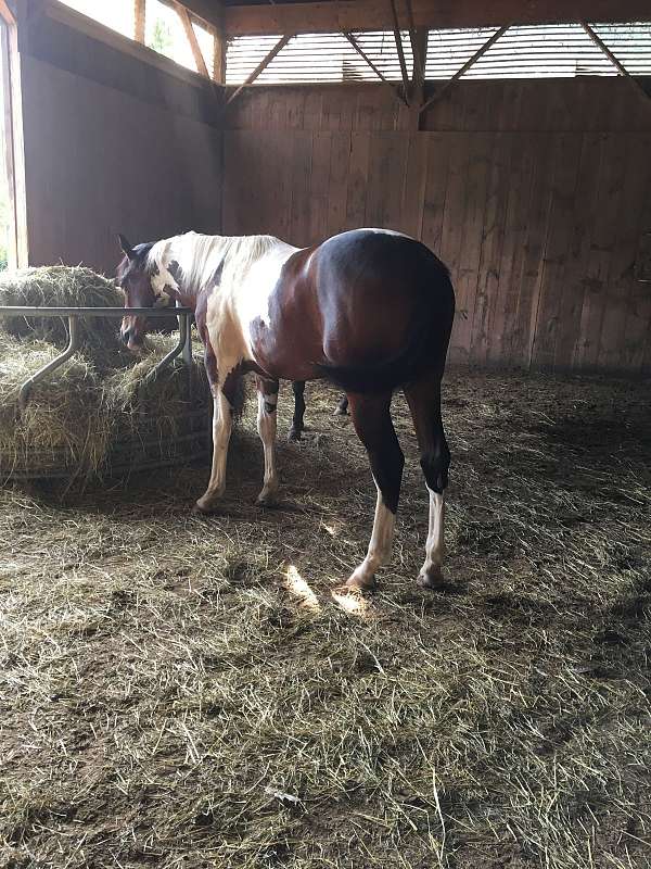 seal-brown-paint-gelding