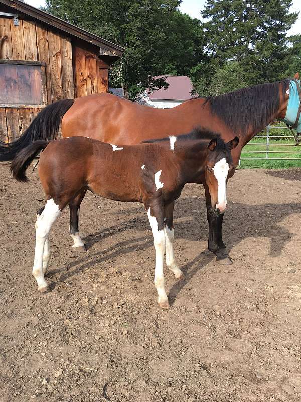seal-brown-paint-horses-for-sale