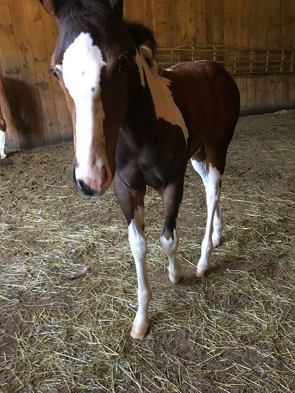 seal-brown-filly-for-sale